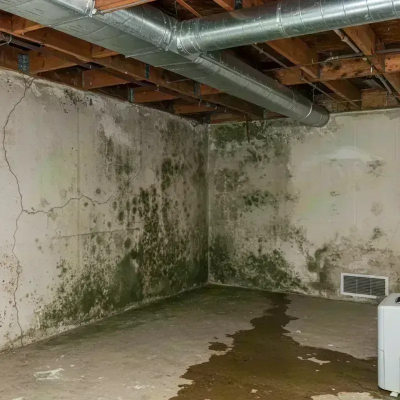 Professional Mold Removal in New Freedom, PA